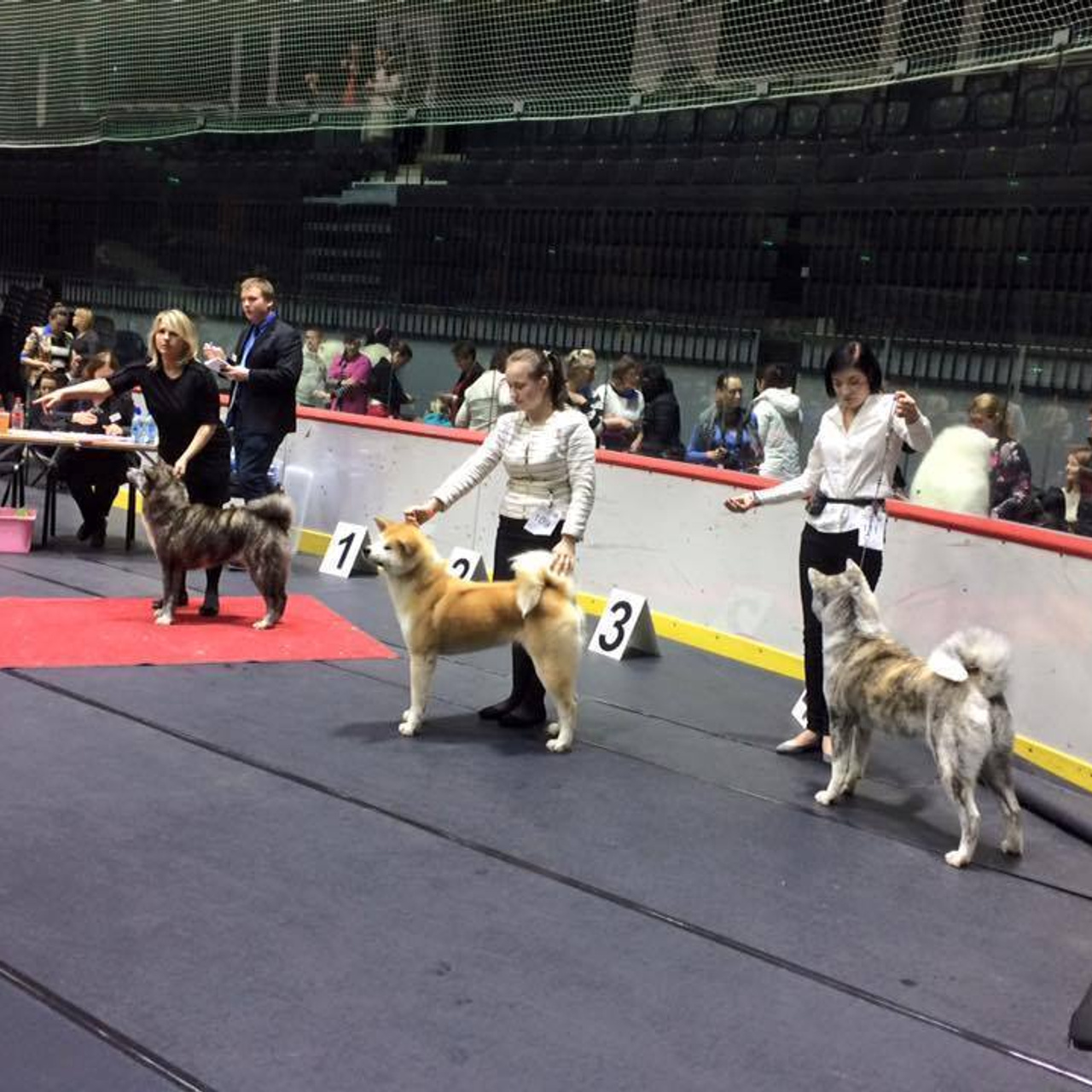 Dog show 2016. SHIOMARU Питомник сиба и акита-ину