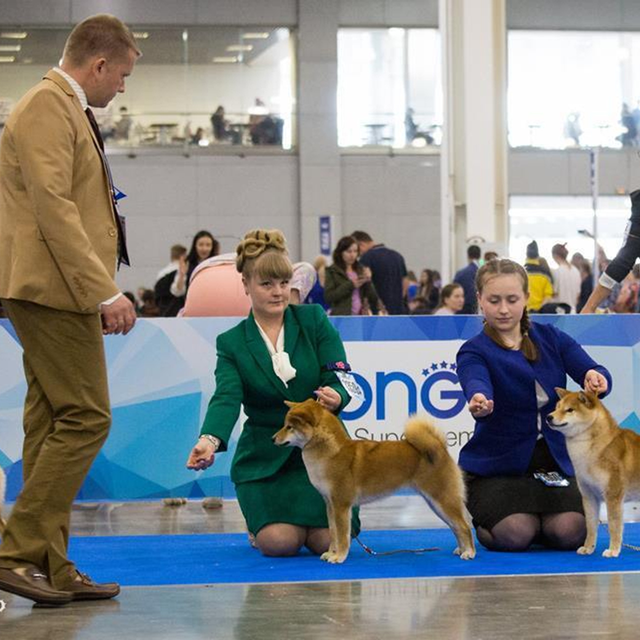 Dog show 2018. SHIOMARU Питомник сиба и акита-ину