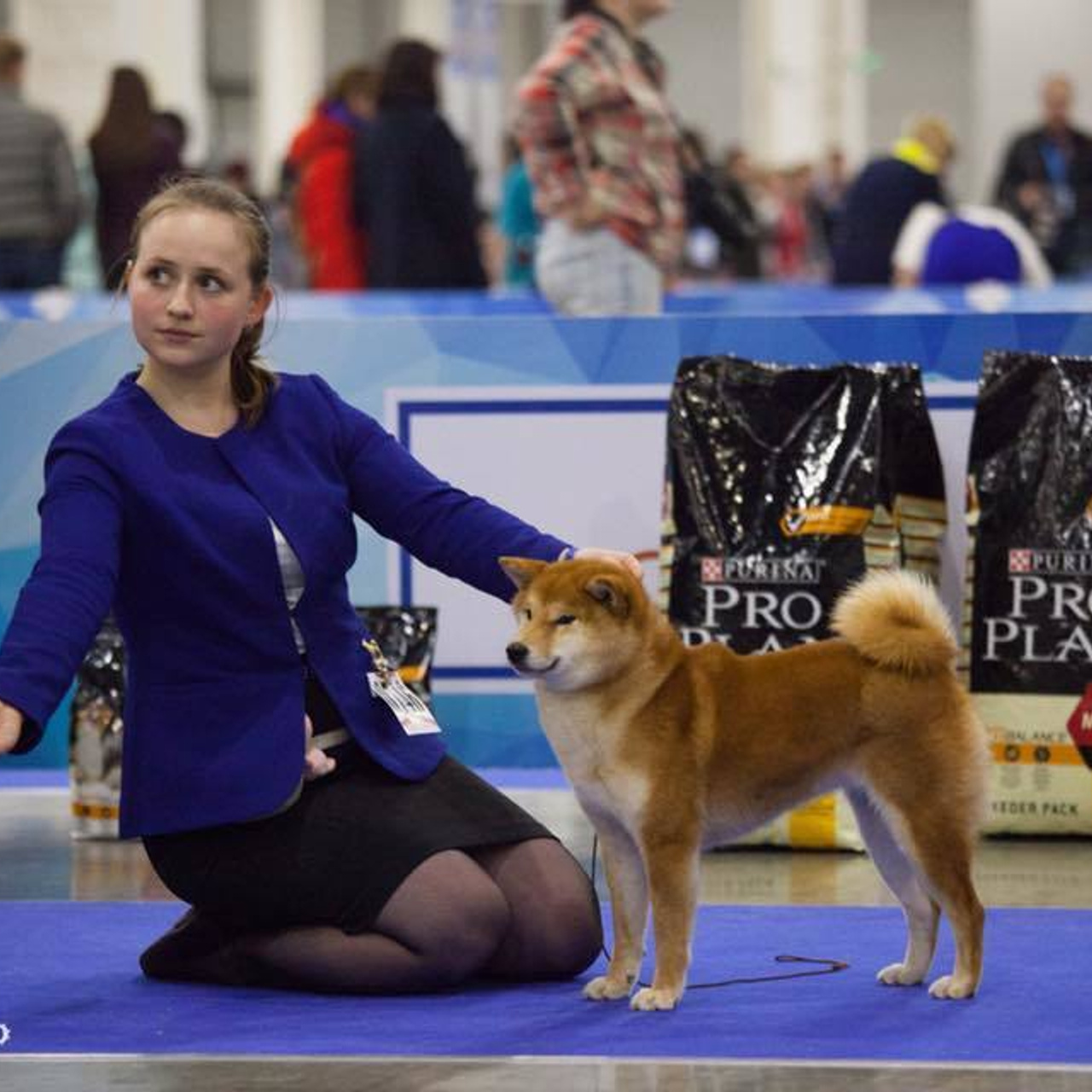Dog show 2017. SHIOMARU Питомник сиба и акита-ину