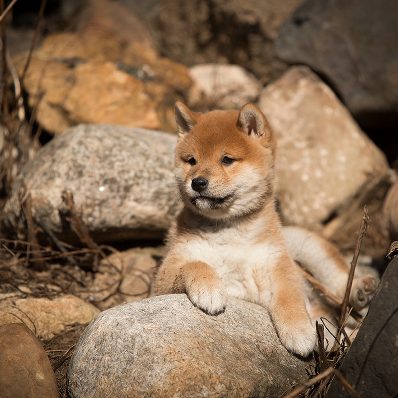 Помет T — Shiomaru kennel. SHIOMARU Shiba and Akita Inu Kennel