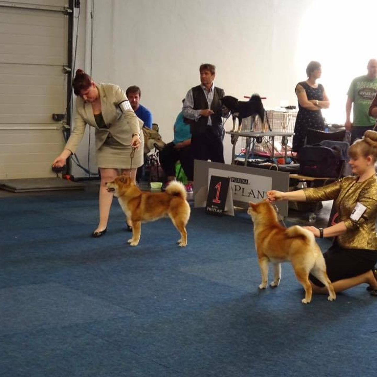 Dog show 2016. SHIOMARU Питомник сиба и акита-ину