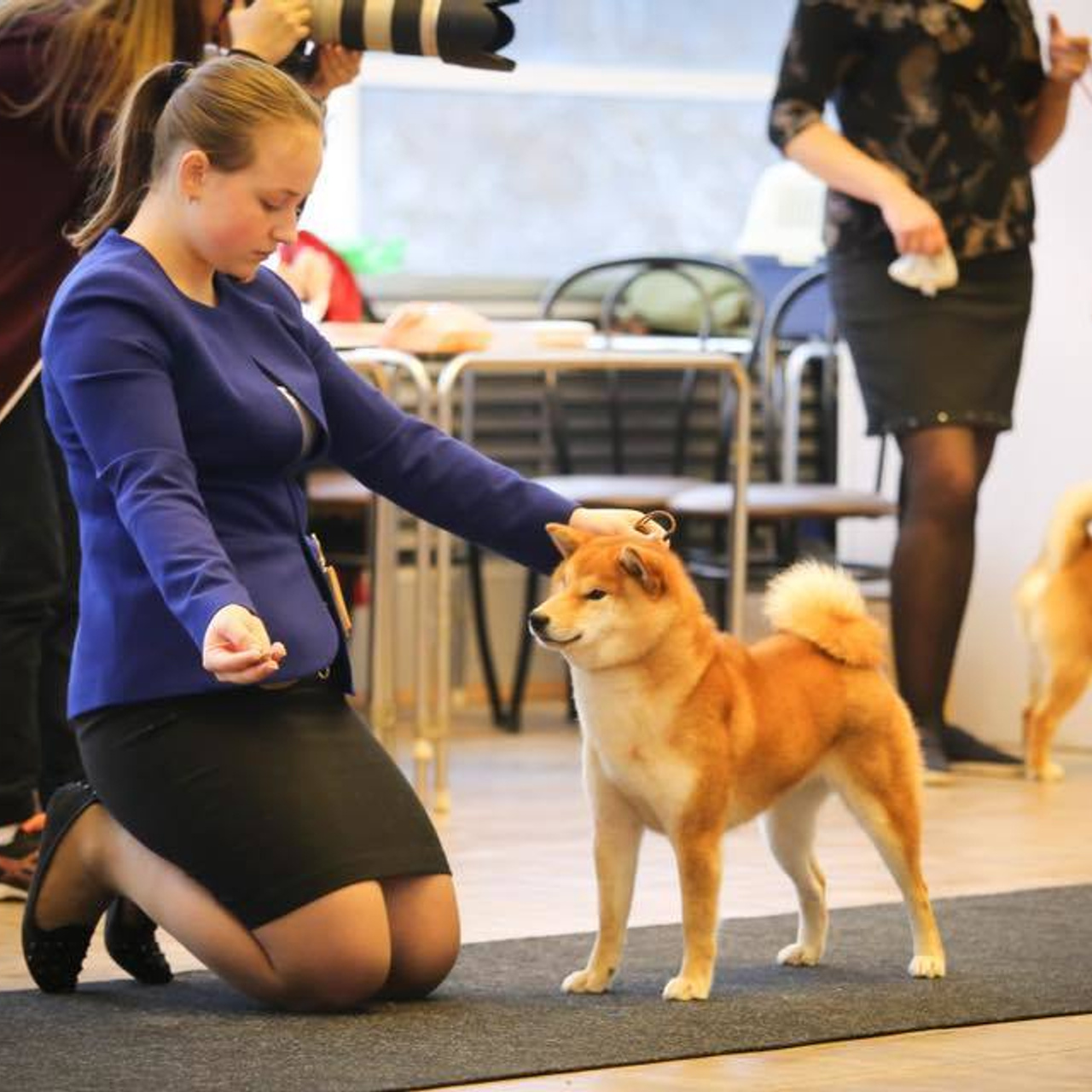 Dog show 2017. SHIOMARU Питомник сиба и акита-ину