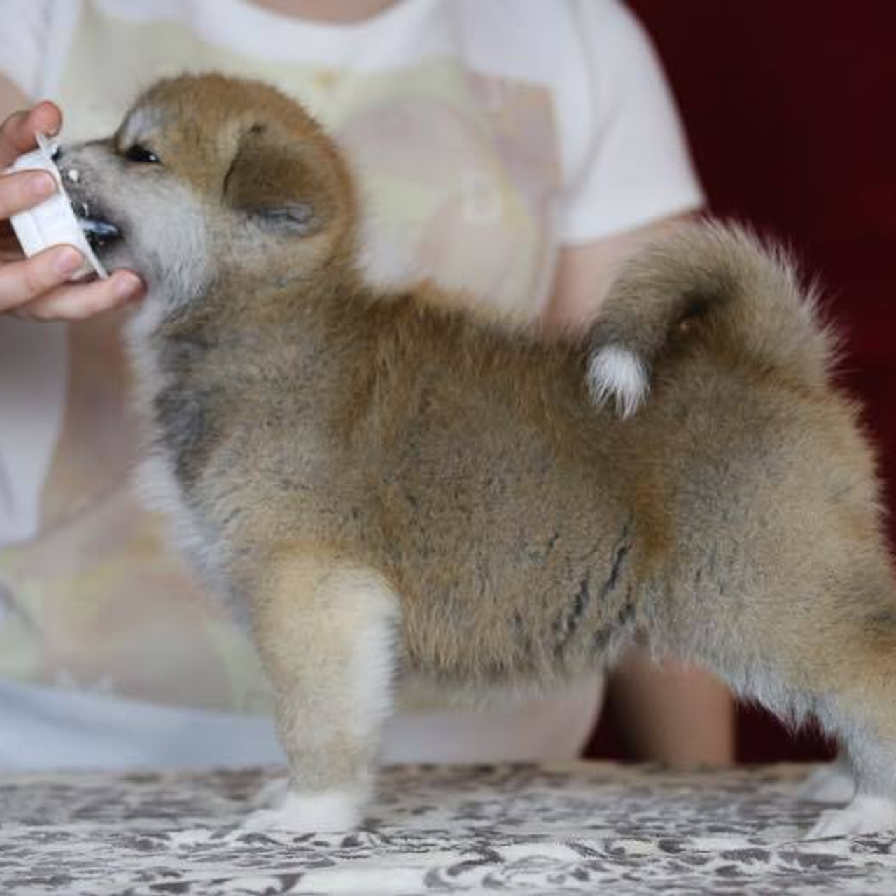 ПОМЕТ K. SHIOMARU Питомник сиба и акита-ину