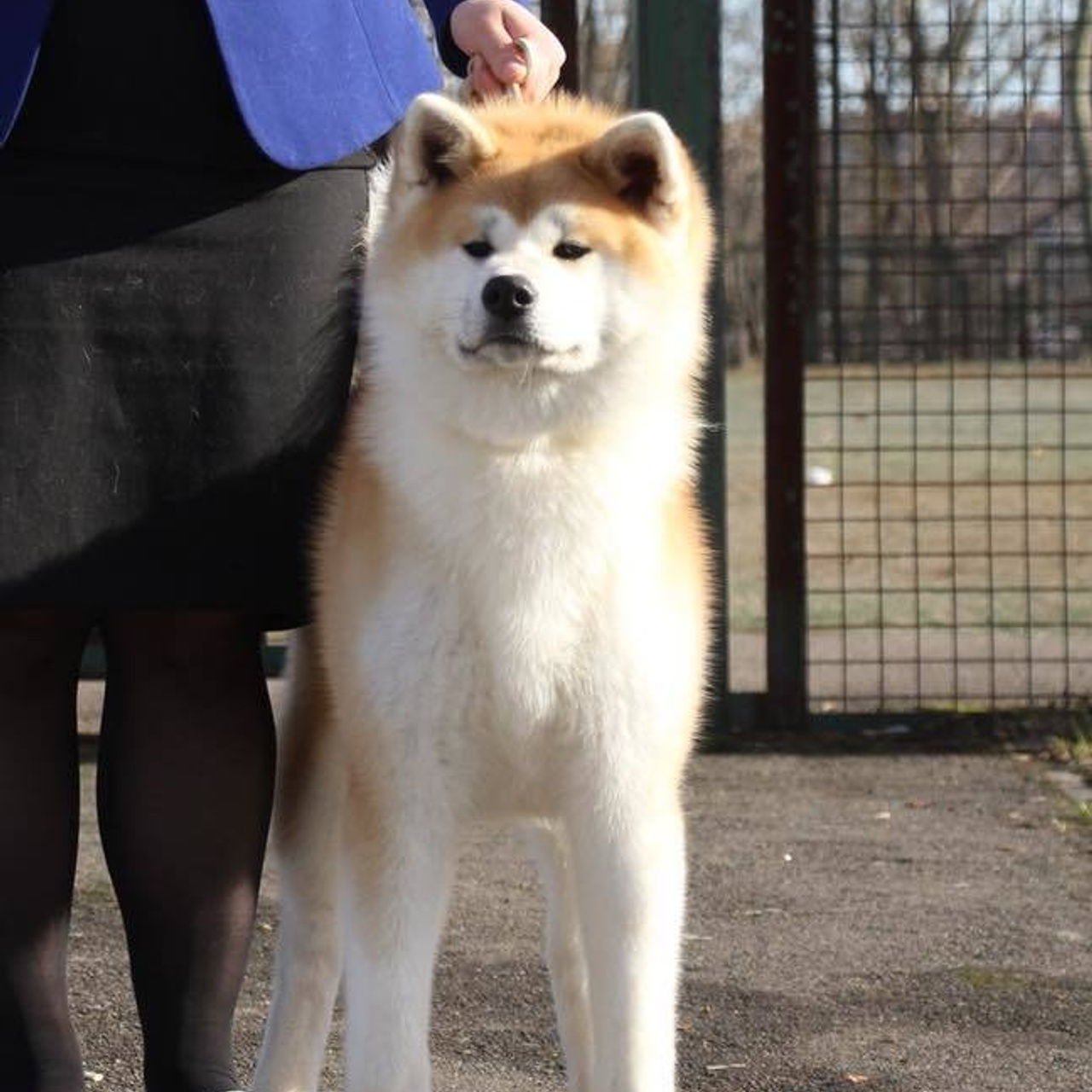 Dog show 2018. SHIOMARU Питомник сиба и акита-ину