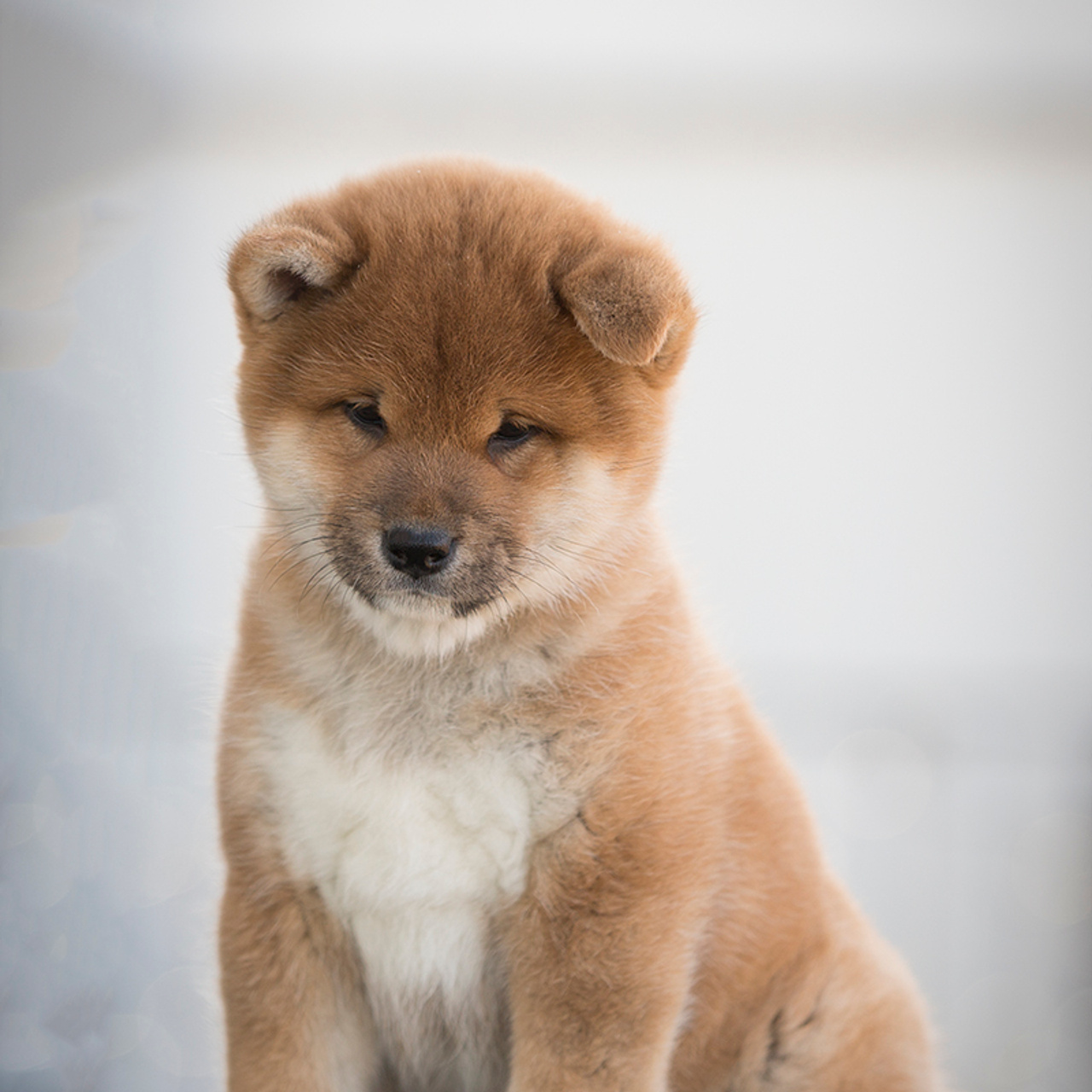 Помет T — Shiomaru kennel. SHIOMARU Shiba and Akita Inu Kennel