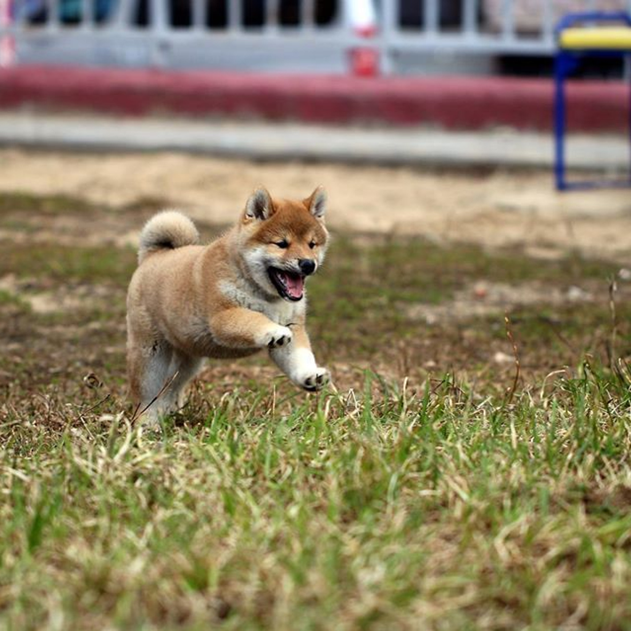 ПОМЕТ F. SHIOMARU Питомник сиба и акита-ину