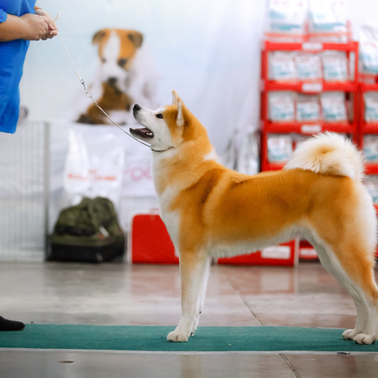 AIKEN SAGARIME UOSHIKO. SHIOMARU Питомник сиба и акита-ину