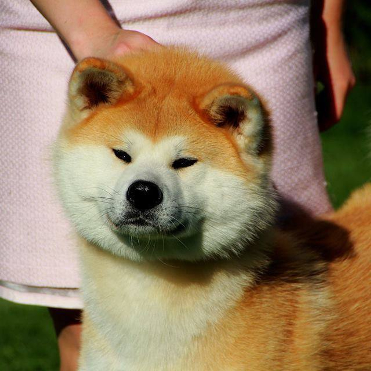 AIKEN SAGARIME UOSHIKO. SHIOMARU Питомник сиба и акита-ину