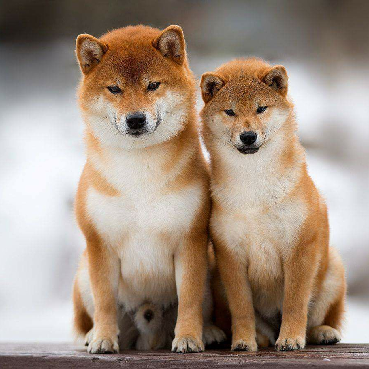 ПОМЕТ A. SHIOMARU Питомник сиба и акита-ину