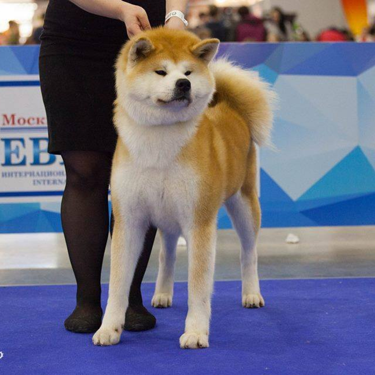 Dog show 2017. SHIOMARU Питомник сиба и акита-ину