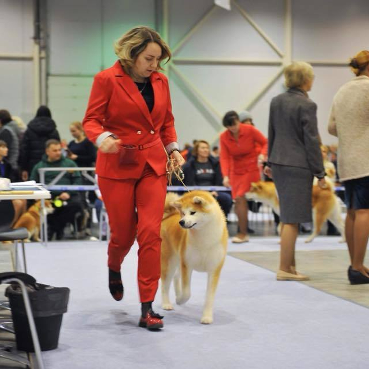 Выпускники питомника. SHIOMARU Питомник сиба и акита-ину