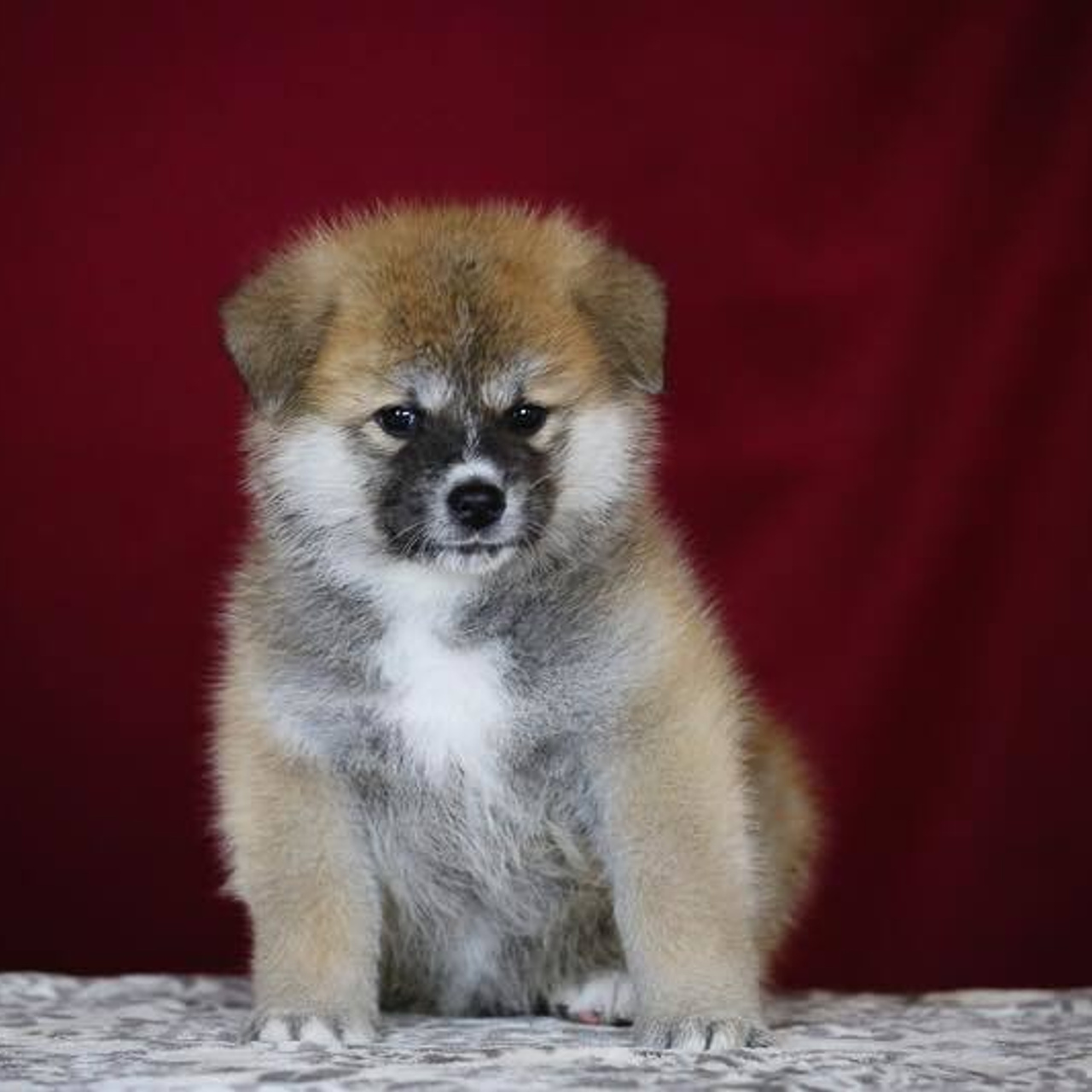 ПОМЕТ K. SHIOMARU Питомник сиба и акита-ину