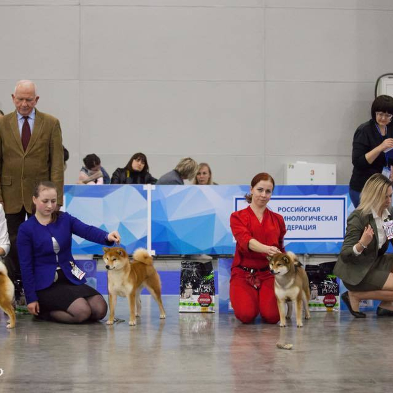 Dog show 2017. SHIOMARU Питомник сиба и акита-ину