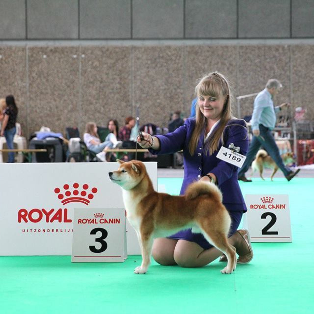 Dog show 2018. SHIOMARU Питомник сиба и акита-ину