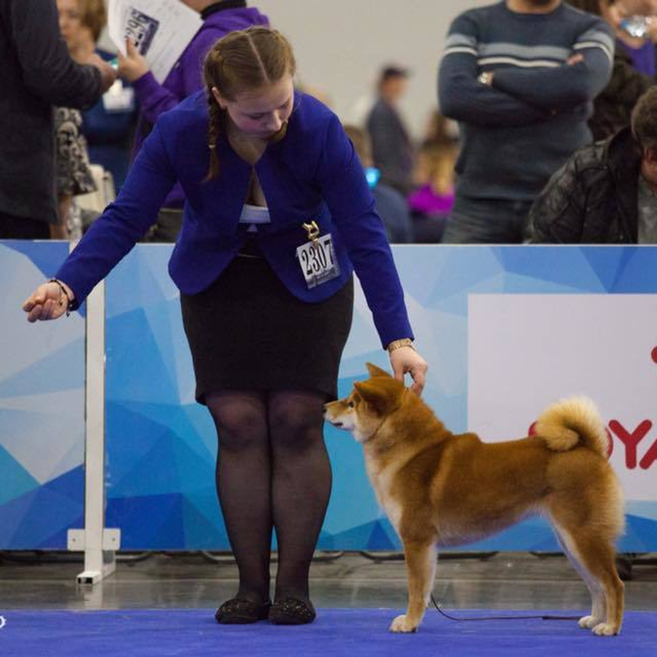 Dog show 2017. SHIOMARU Питомник сиба и акита-ину