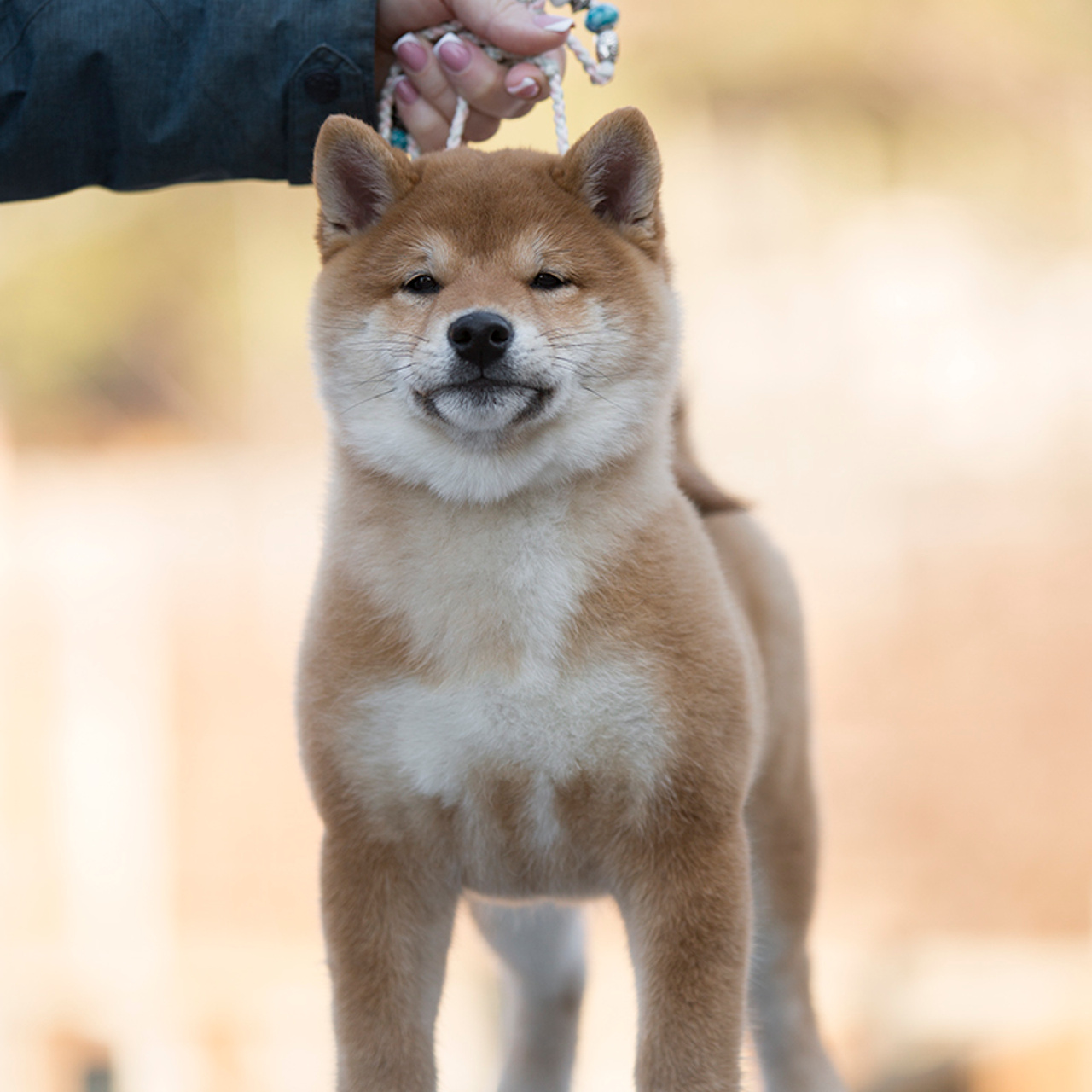 Помет S. SHIOMARU Питомник сиба и акита-ину