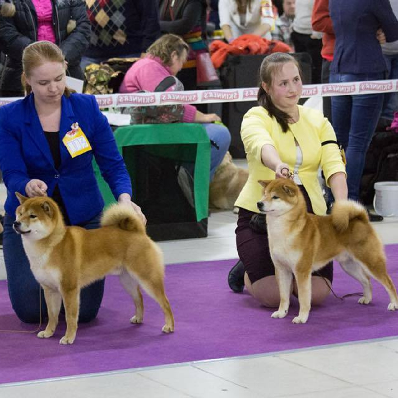 Dog show 2018. SHIOMARU Питомник сиба и акита-ину