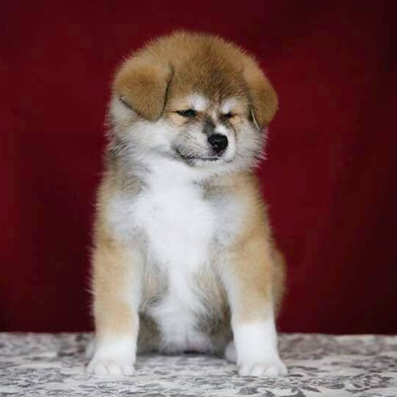 ПОМЕТ K. SHIOMARU Питомник сиба и акита-ину