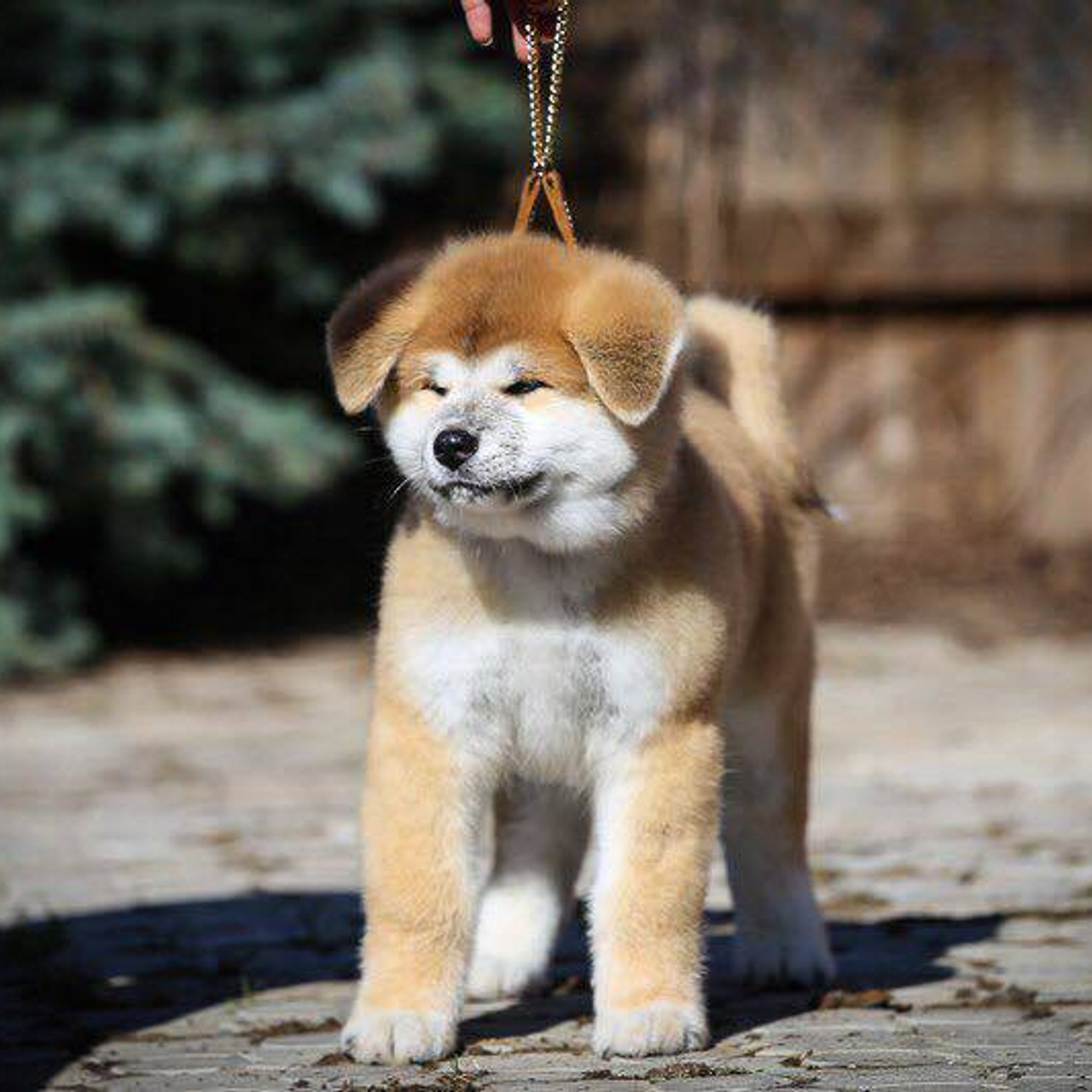 ПОМЕТ K. SHIOMARU Питомник сиба и акита-ину