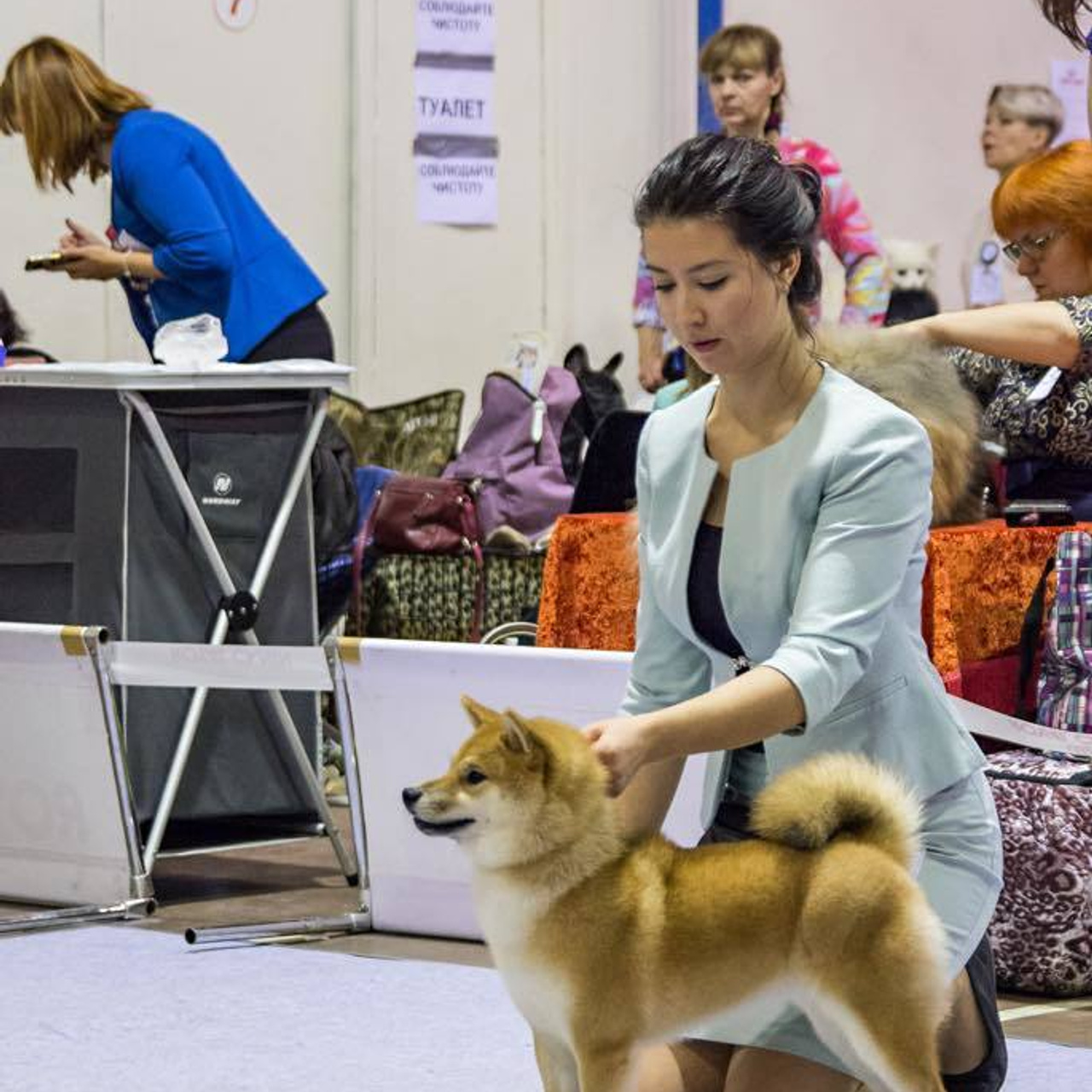 Выпускники питомника. SHIOMARU Питомник сиба и акита-ину