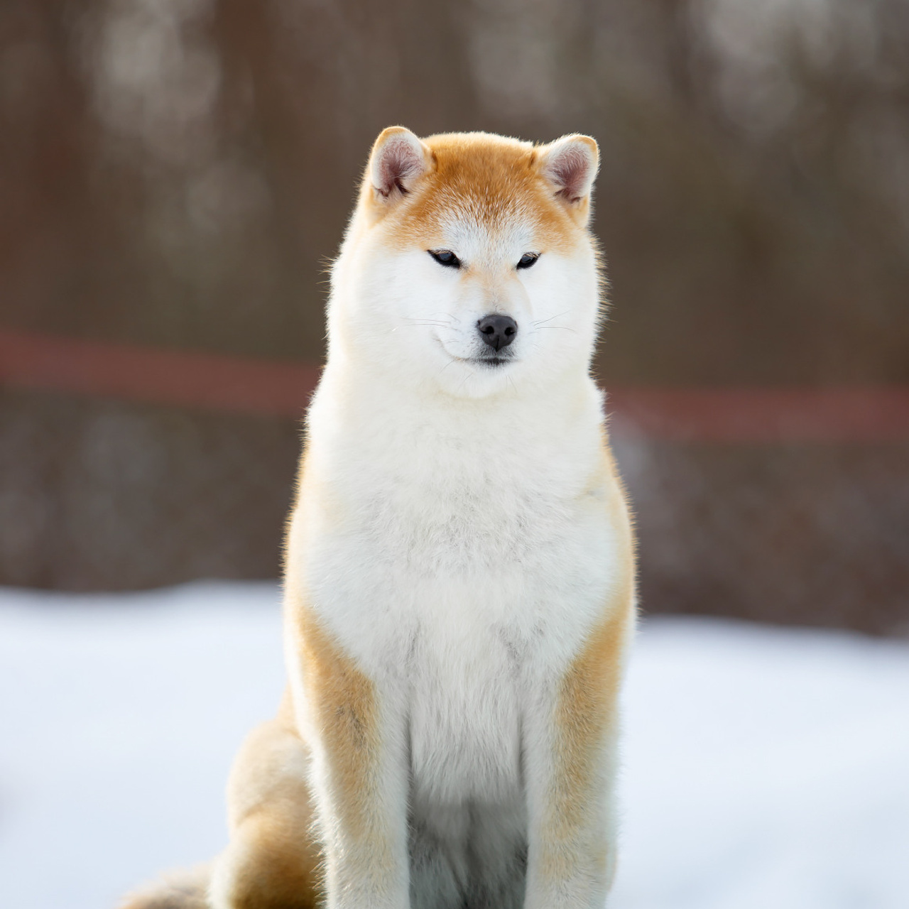 ПОМЕТ M-2022. SHIOMARU Питомник сиба и акита-ину