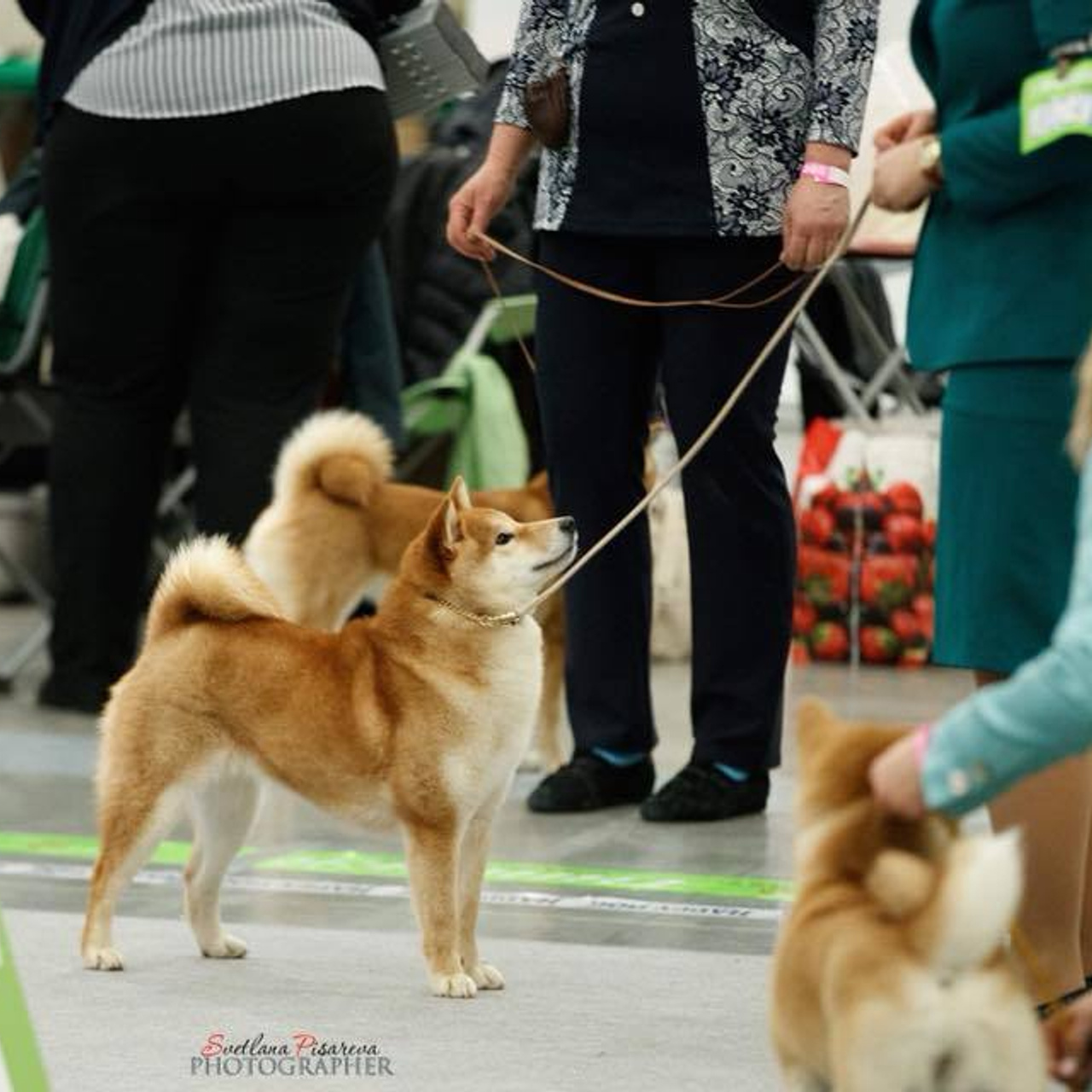 Dog show 2018. SHIOMARU Питомник сиба и акита-ину