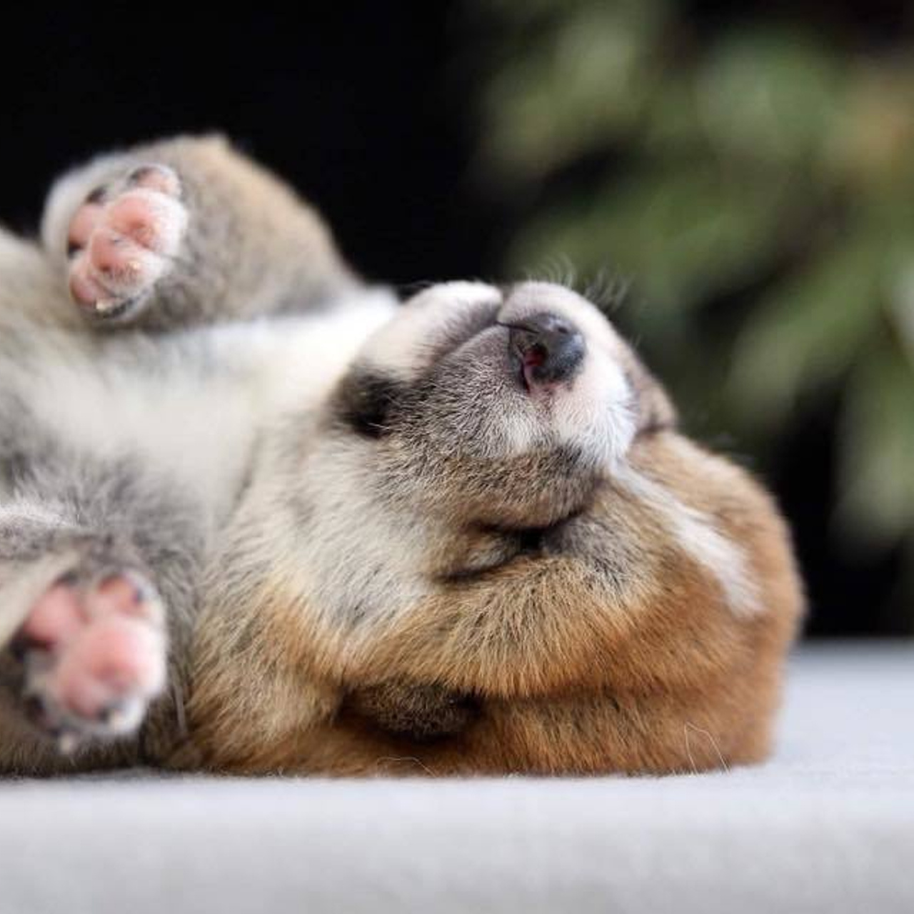 ПОМЕТ О. SHIOMARU Питомник сиба и акита-ину