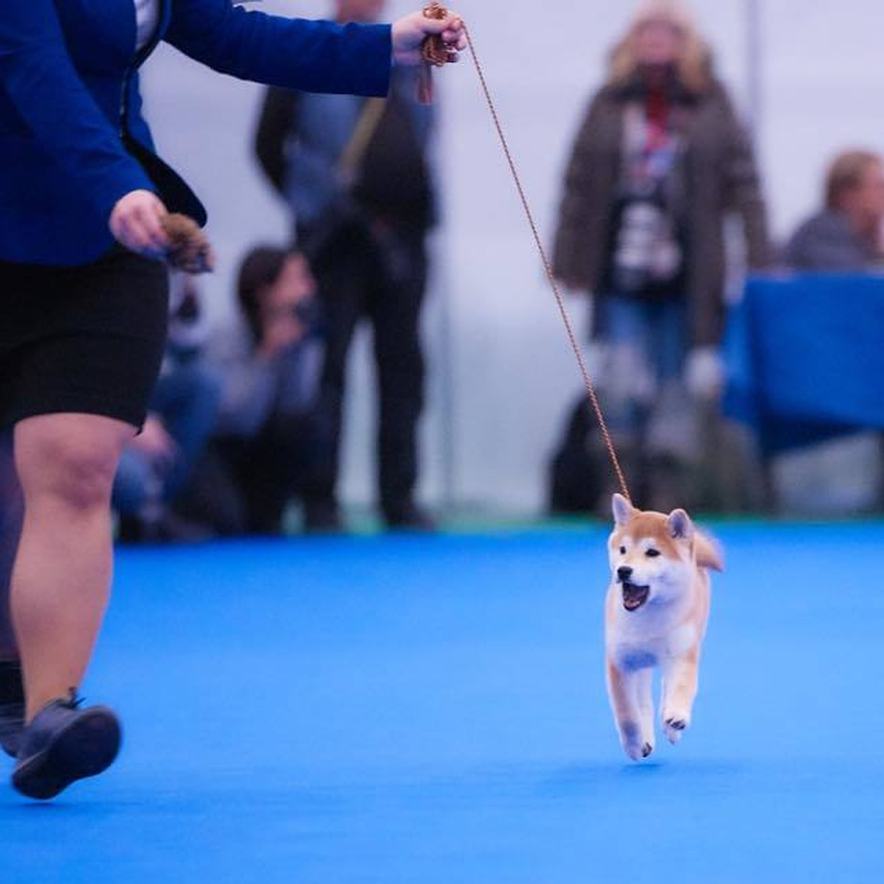 Dog show 2018. SHIOMARU Питомник сиба и акита-ину