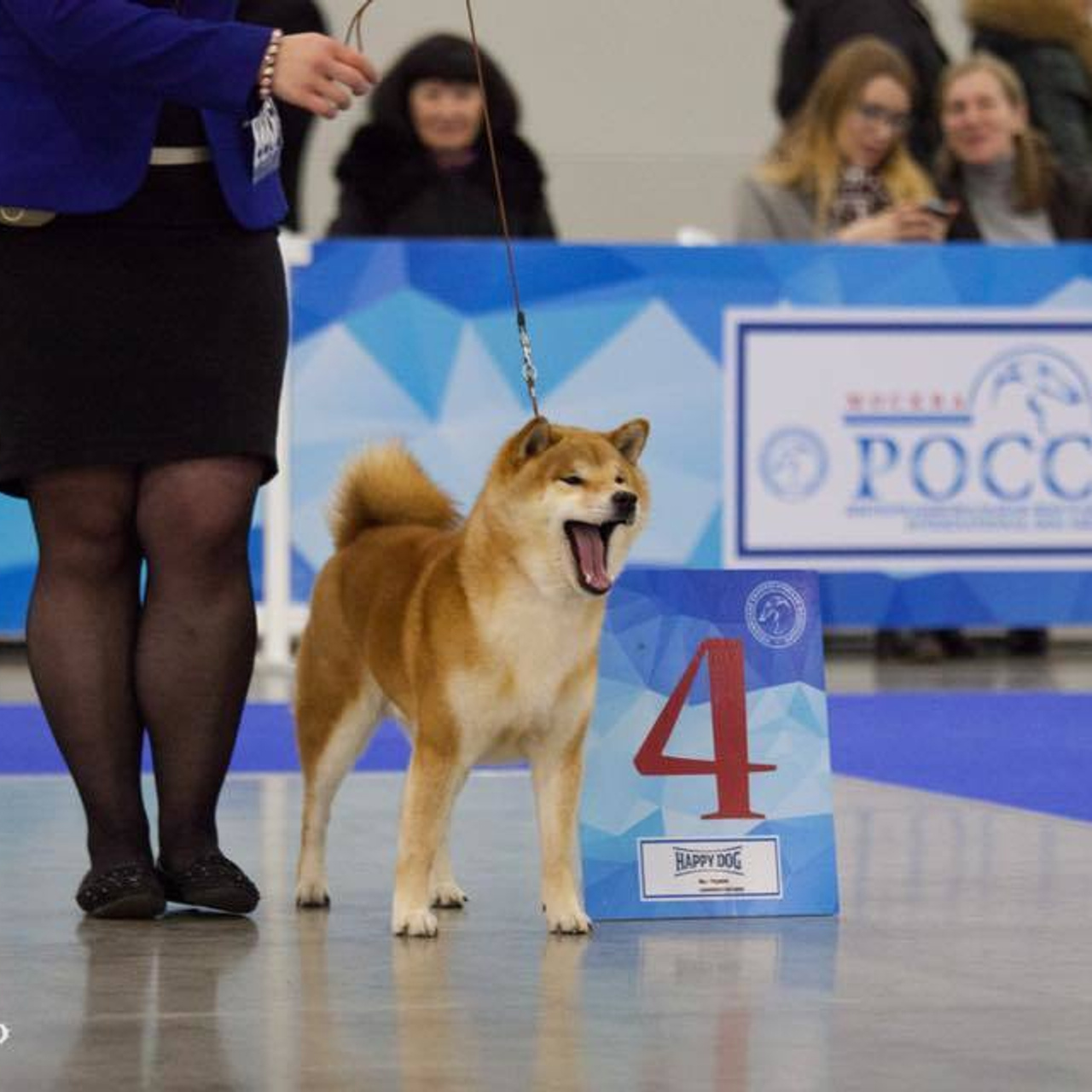 Dog show 2017. SHIOMARU Питомник сиба и акита-ину