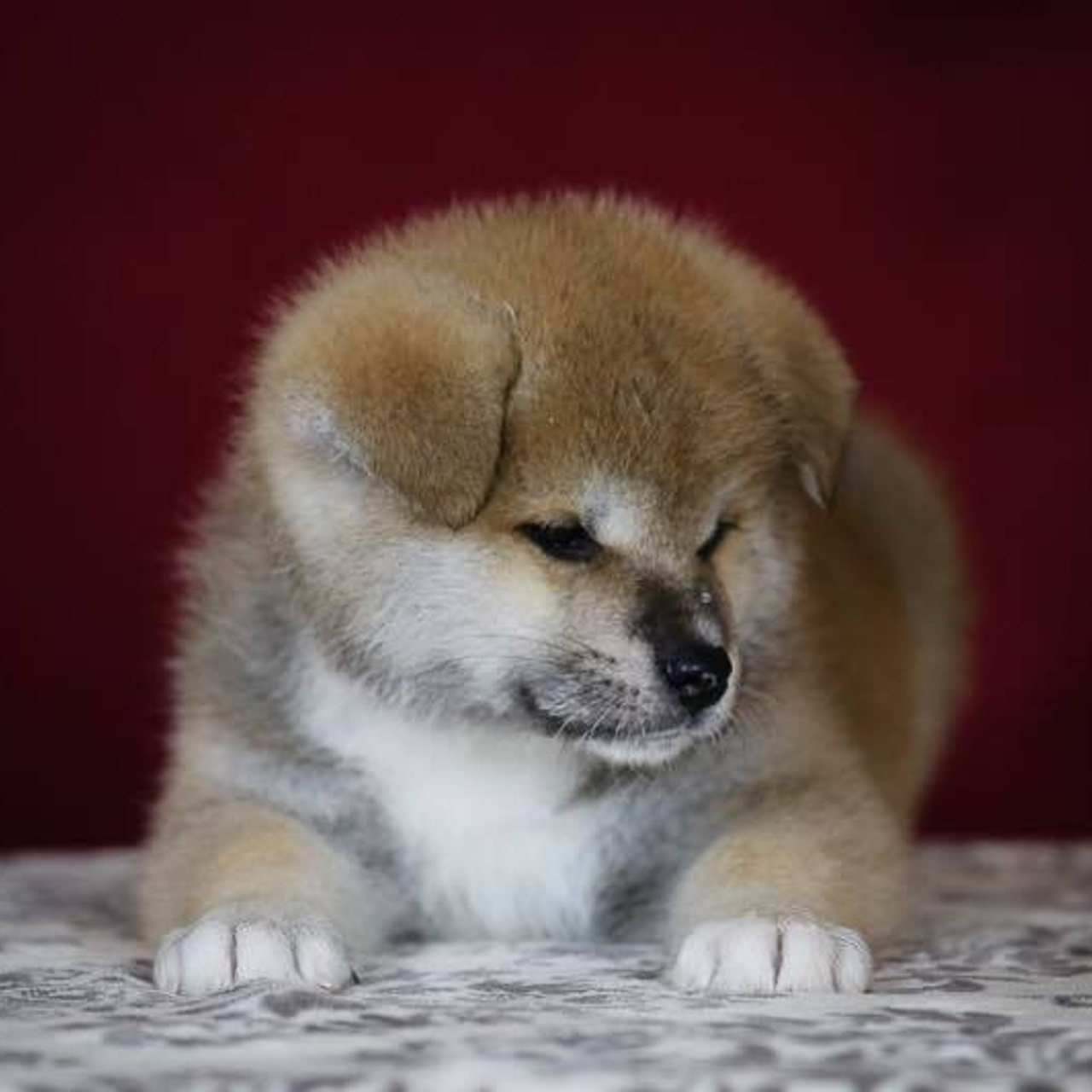 ПОМЕТ K. SHIOMARU Питомник сиба и акита-ину