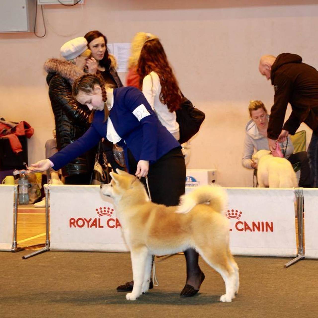 Dog show 2018. SHIOMARU Питомник сиба и акита-ину