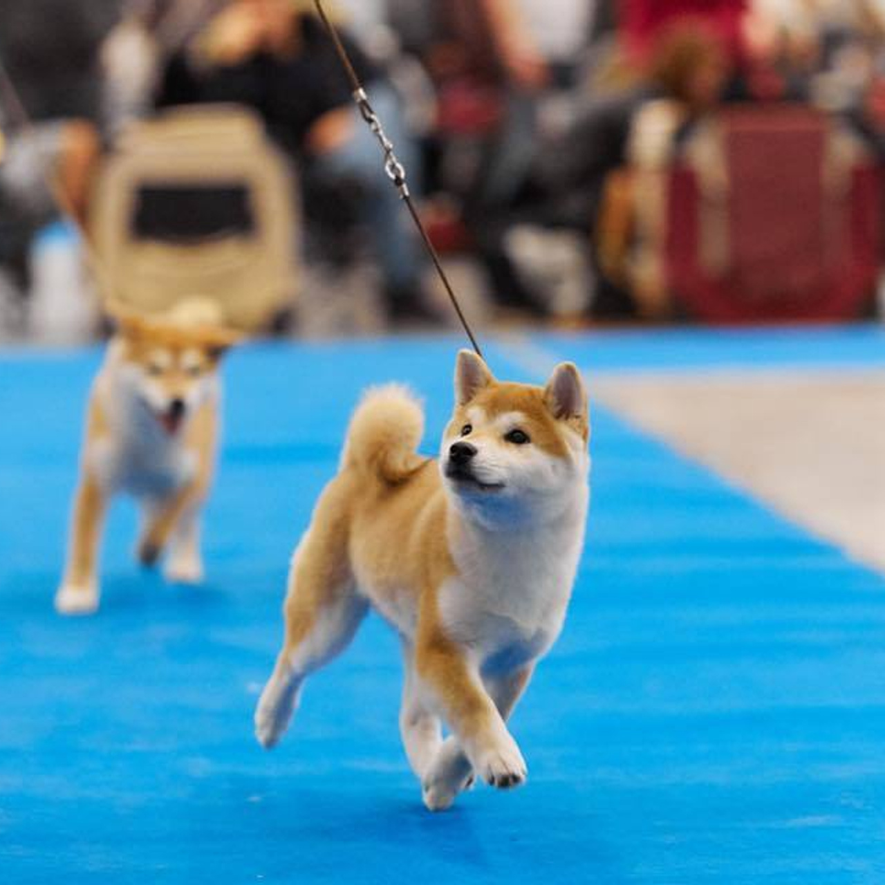 Dog show 2018. SHIOMARU Питомник сиба и акита-ину