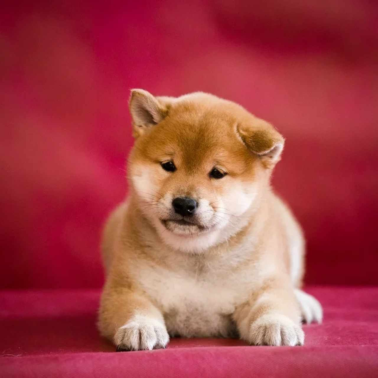 ПОМЕТ Q. SHIOMARU Питомник сиба и акита-ину