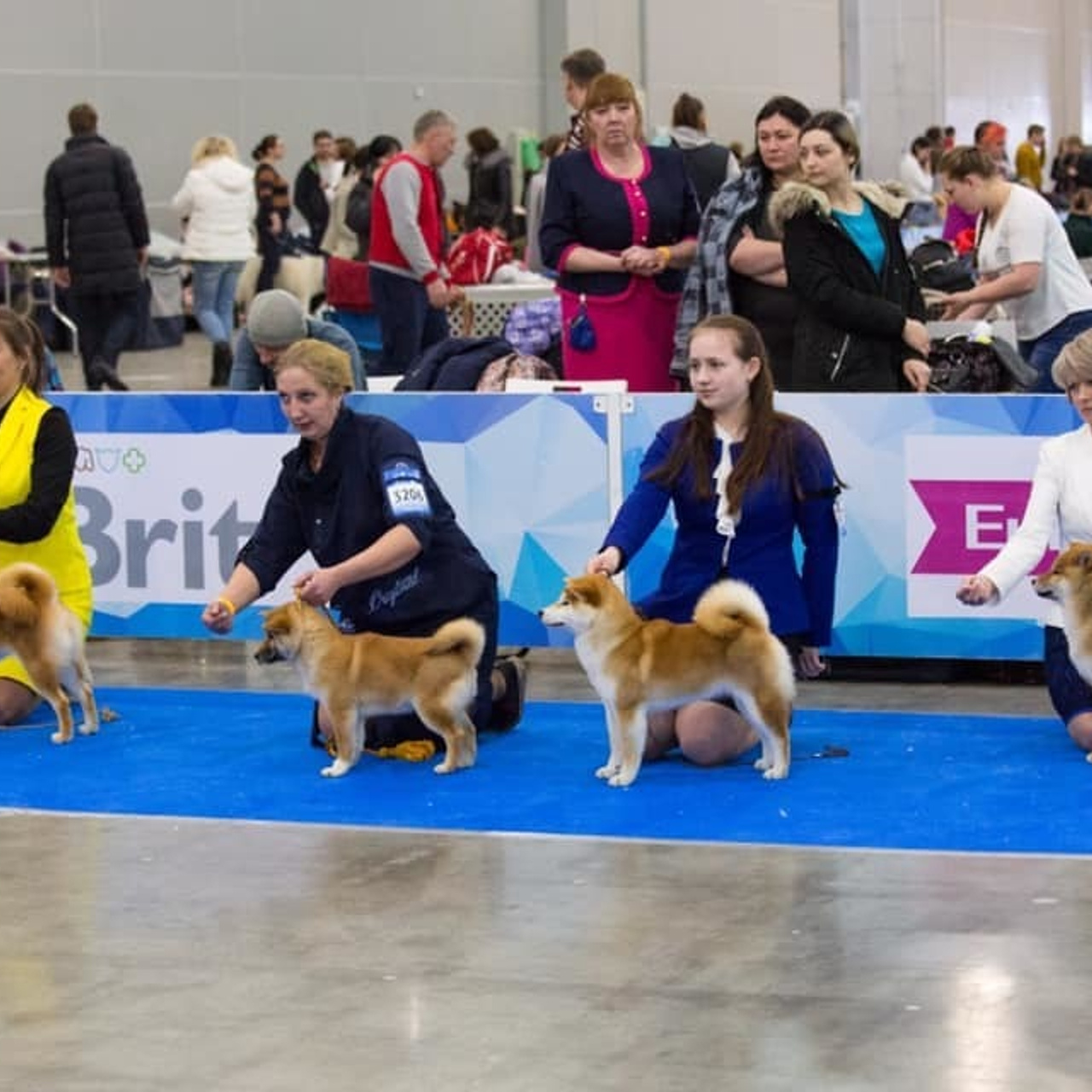 LYURUA DYURING HONMEI CHOKO. SHIOMARU Питомник сиба и акита-ину