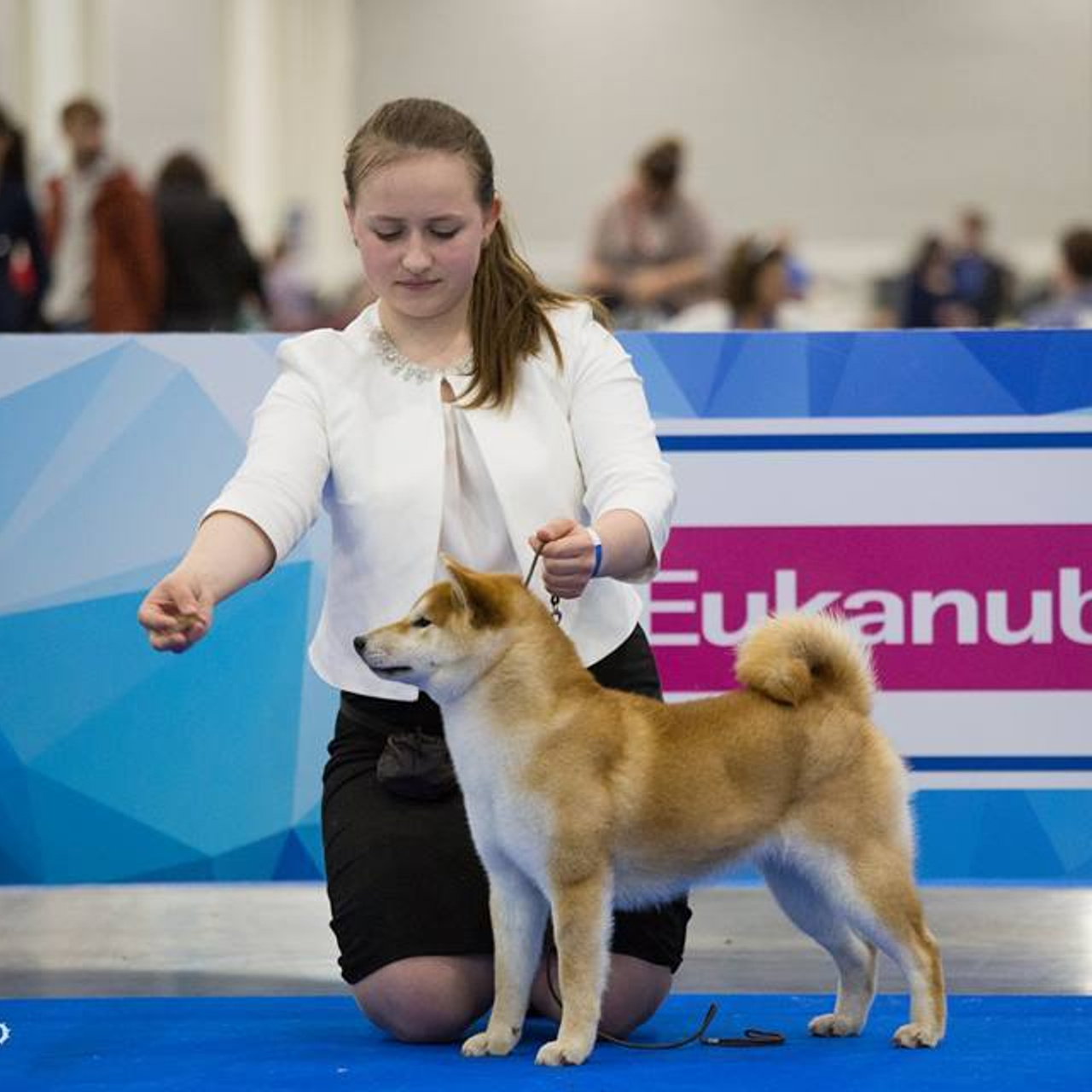 Dog show 2018. SHIOMARU Питомник сиба и акита-ину