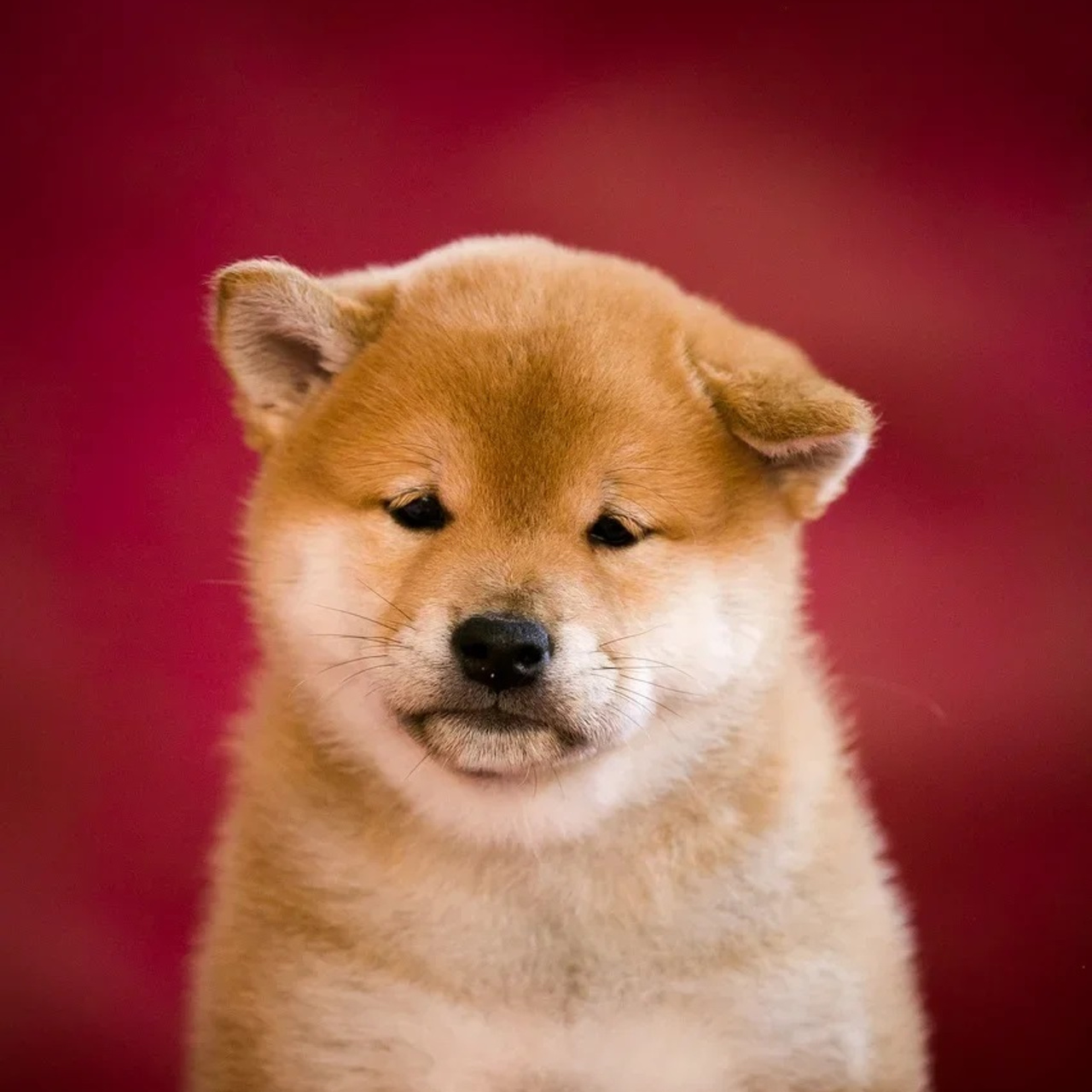 ПОМЕТ Q. SHIOMARU Питомник сиба и акита-ину