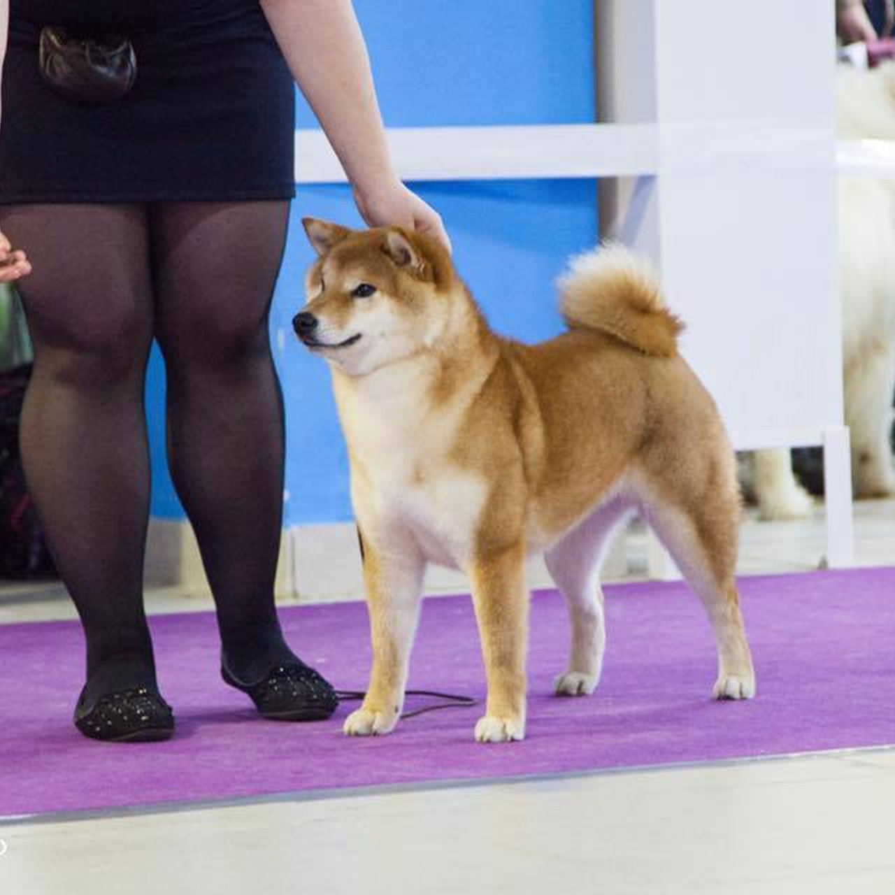 Dog show 2018. SHIOMARU Питомник сиба и акита-ину