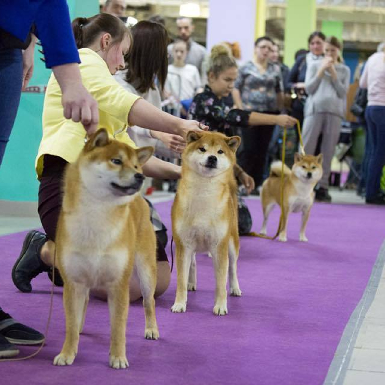 Dog show 2018. SHIOMARU Питомник сиба и акита-ину