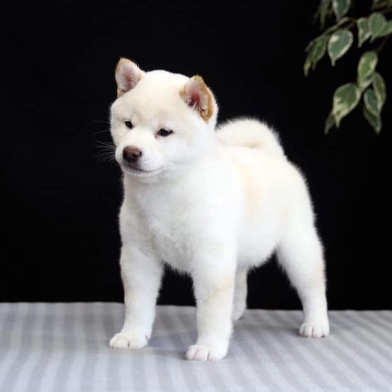 ПОМЕТ О. SHIOMARU Питомник сиба и акита-ину