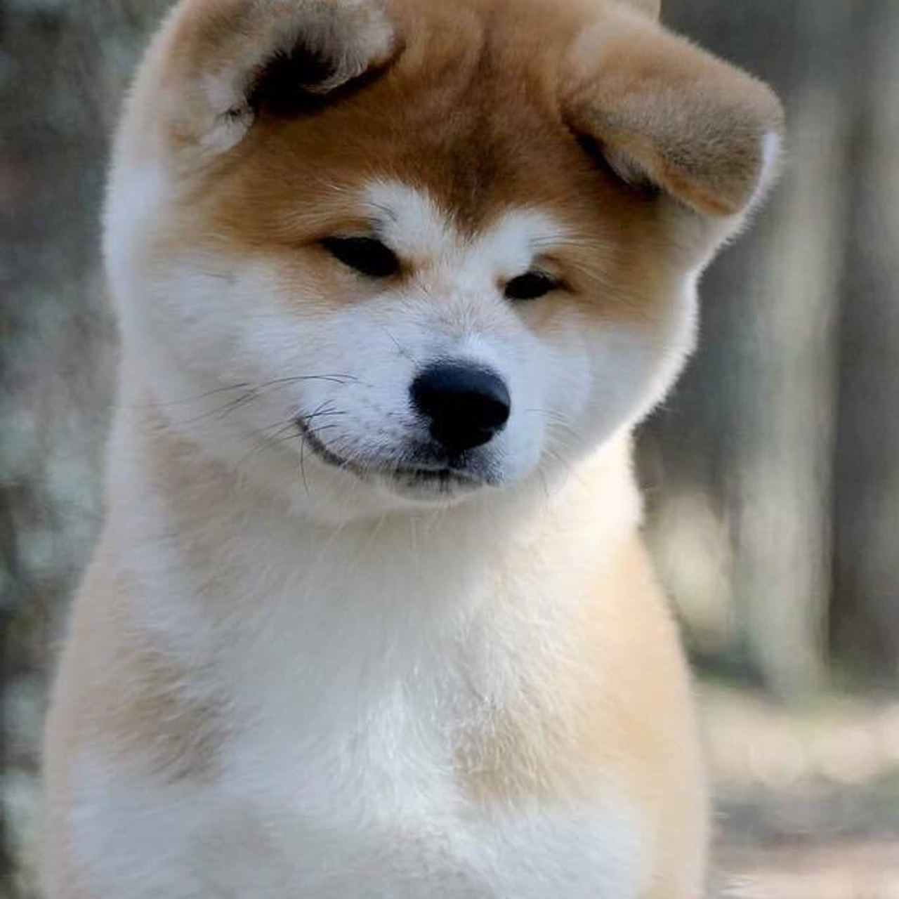 ПОМЕТ K. SHIOMARU Питомник сиба и акита-ину