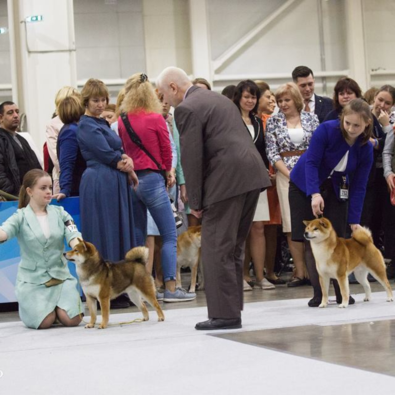 Dog show 2017. SHIOMARU Питомник сиба и акита-ину
