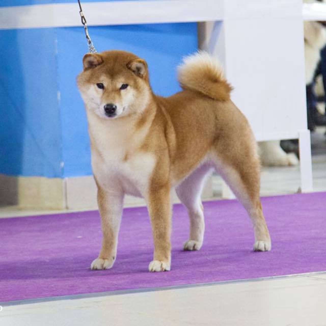 Dog show 2018. SHIOMARU Питомник сиба и акита-ину