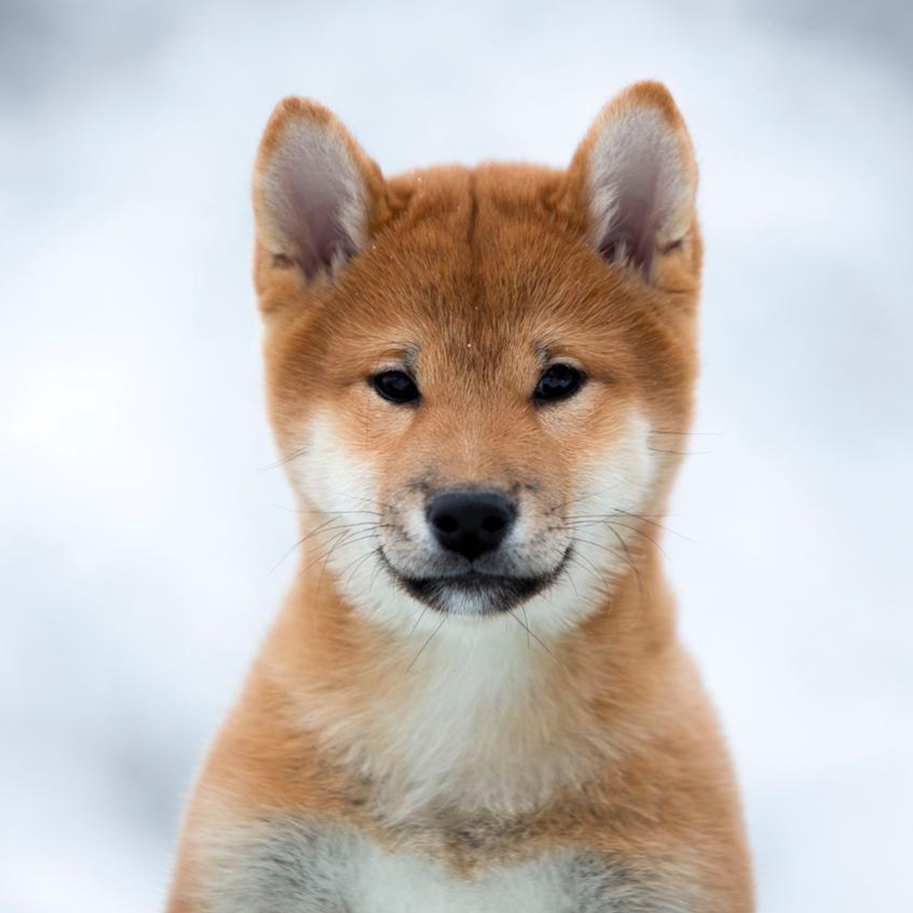 ПОМЕТ С. SHIOMARU Питомник сиба и акита-ину