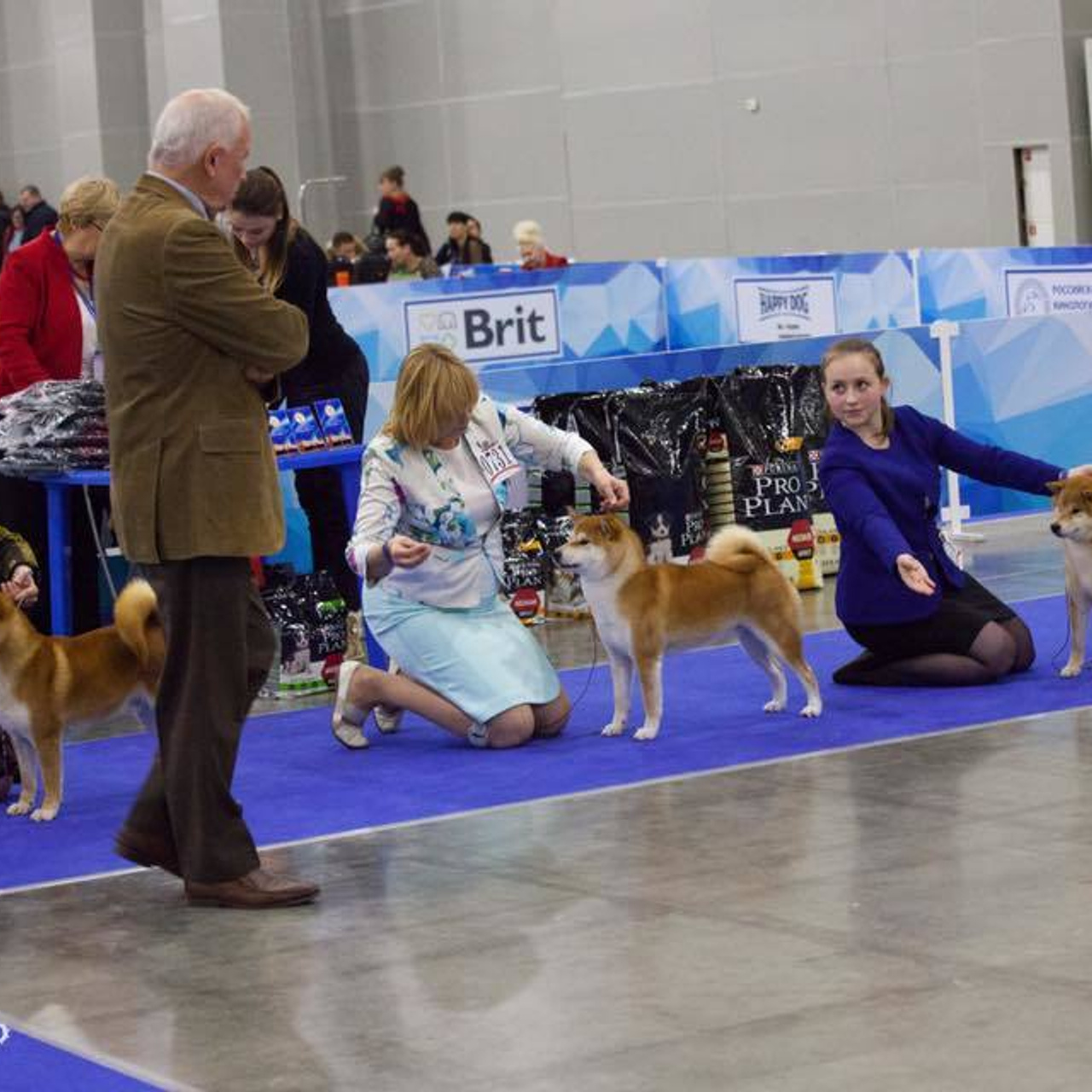 Dog show 2017. SHIOMARU Питомник сиба и акита-ину