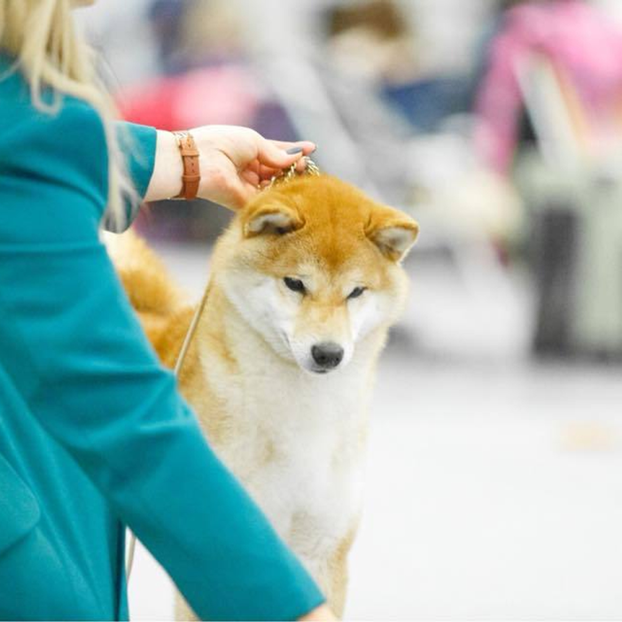 Dog show 2018. SHIOMARU Питомник сиба и акита-ину