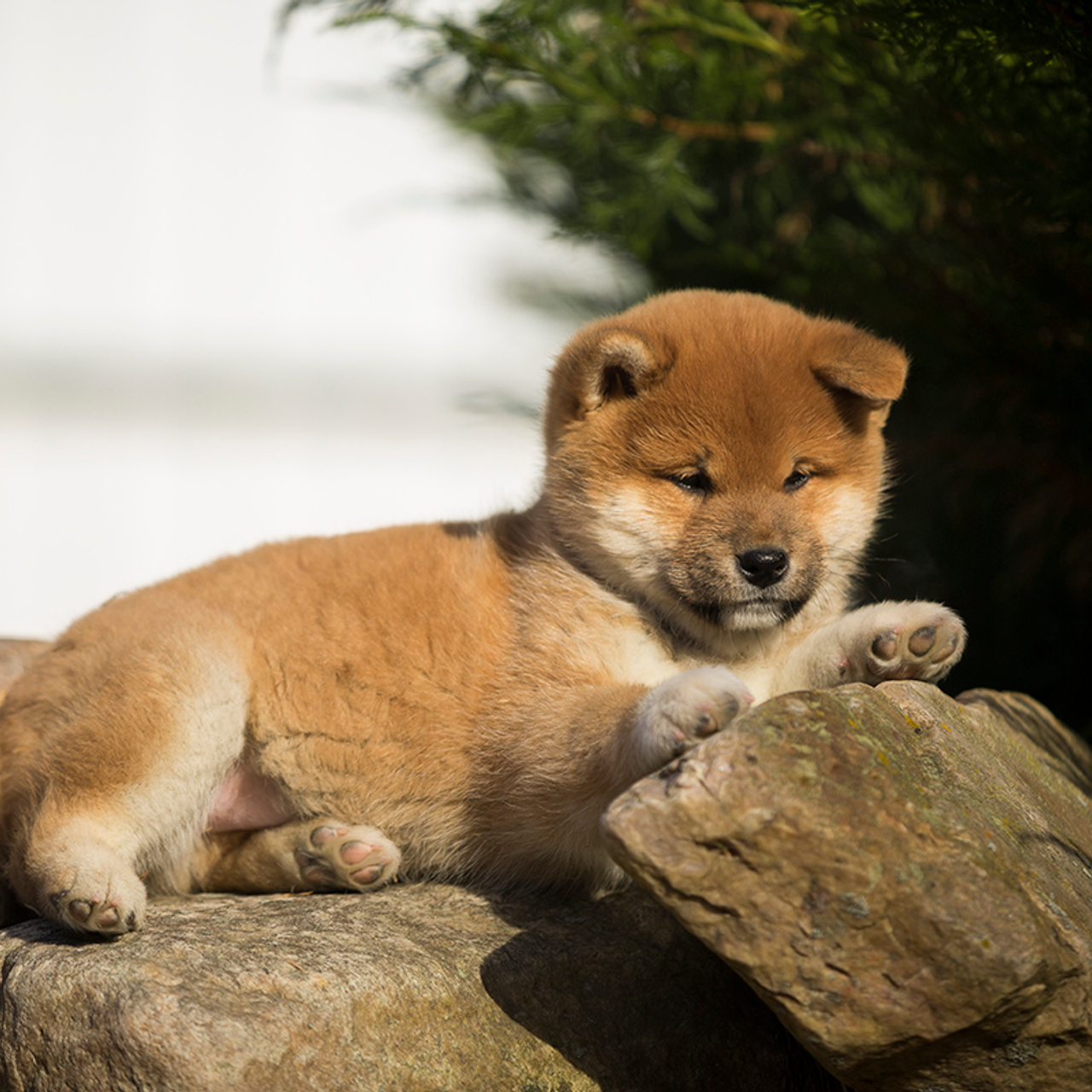 Помет T — Shiomaru kennel. SHIOMARU Shiba and Akita Inu Kennel