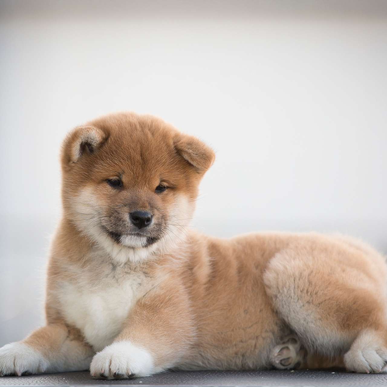 Помет T — Shiomaru kennel. SHIOMARU Shiba and Akita Inu Kennel