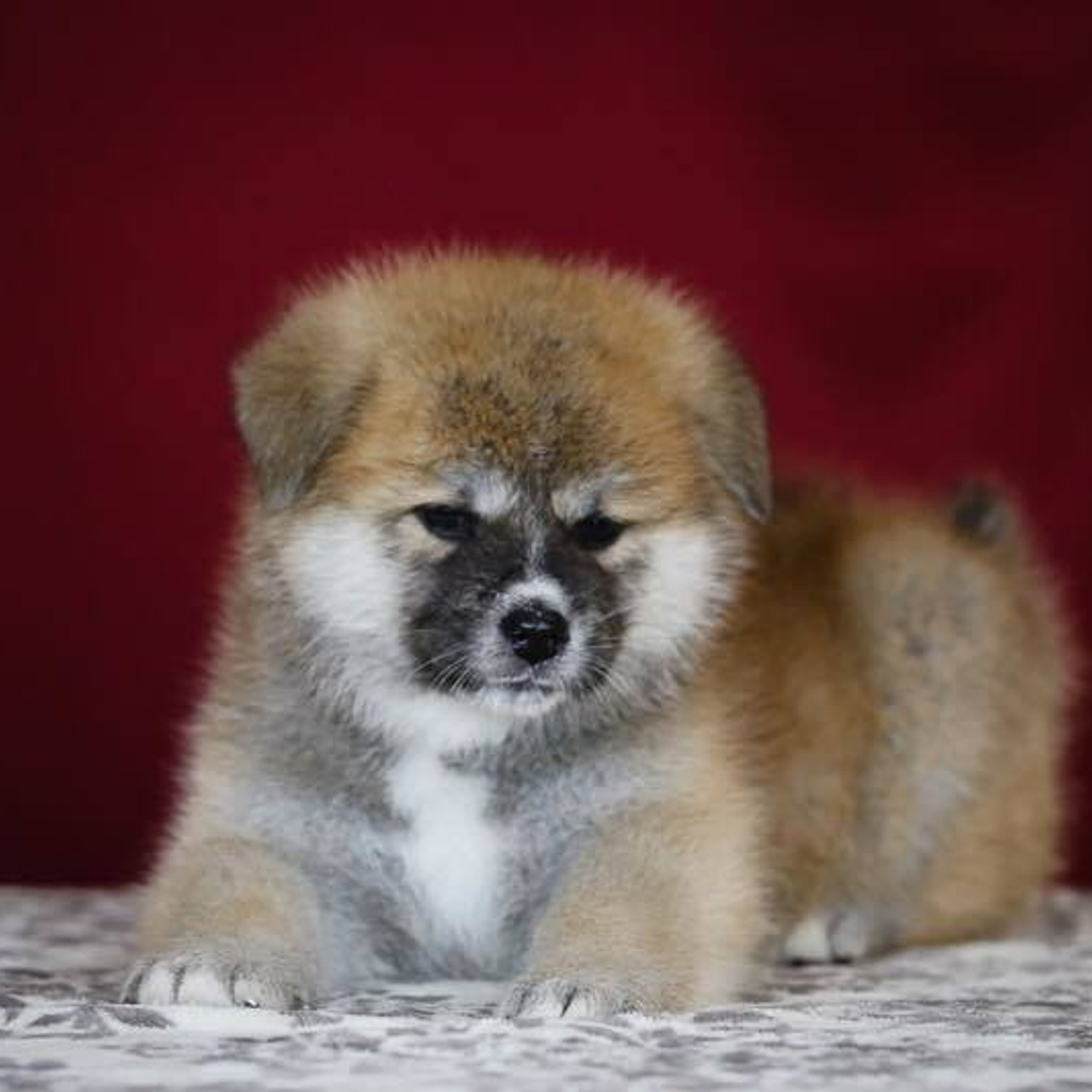 ПОМЕТ K. SHIOMARU Питомник сиба и акита-ину