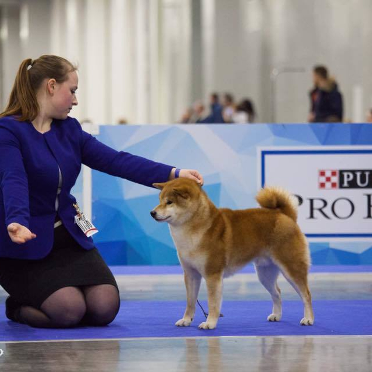 Dog show 2017. SHIOMARU Питомник сиба и акита-ину
