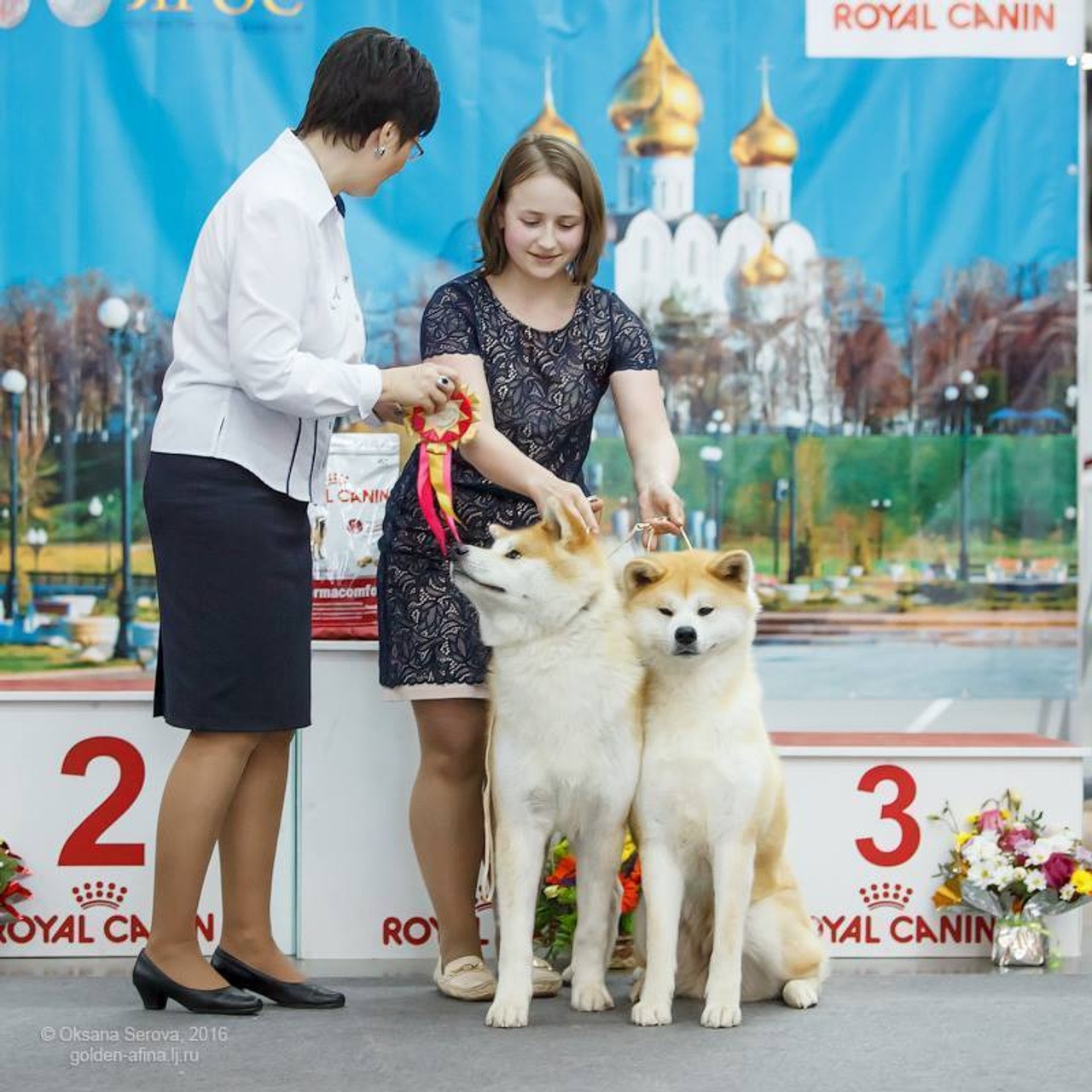 Dog show 2016. SHIOMARU Питомник сиба и акита-ину